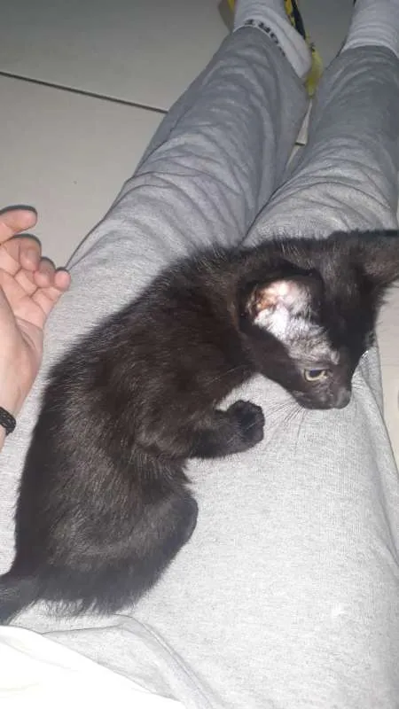 Gato ra a SRD idade 2 a 6 meses nome sem nome