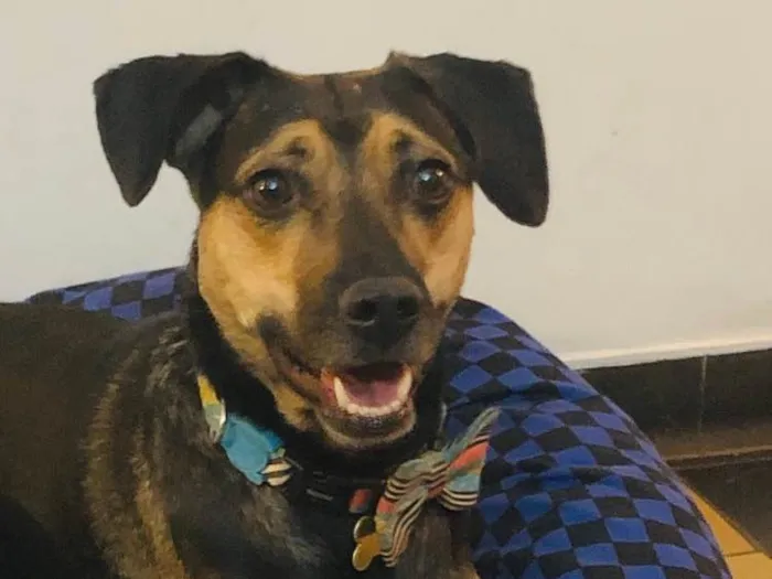 Cachorro ra a SRD idade 3 anos nome Neno