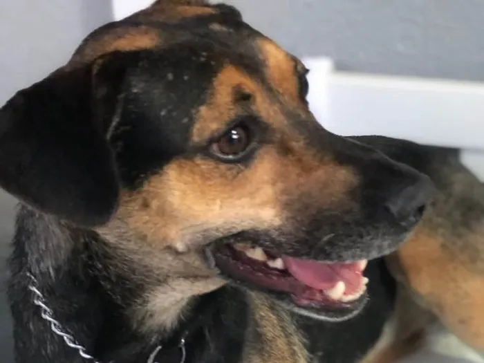 Cachorro ra a SRD idade 3 anos nome Neno