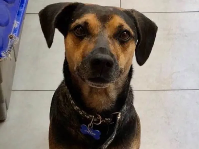 Cachorro ra a SRD idade 3 anos nome Neno