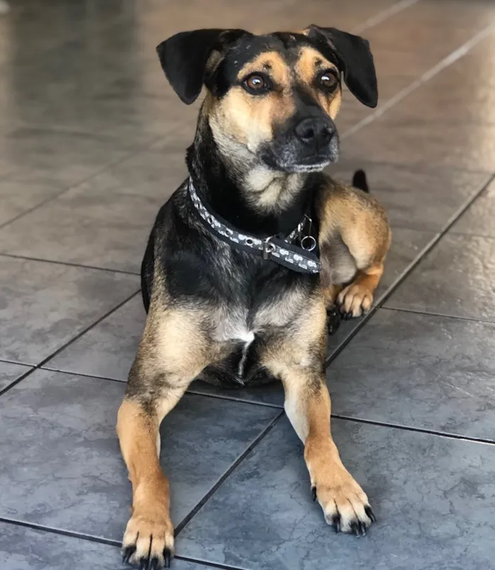 Cachorro ra a SRD idade 3 anos nome Neno