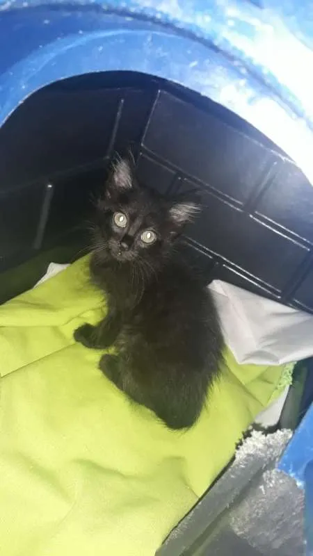 Gato ra a SRD idade 2 a 6 meses nome sem nome