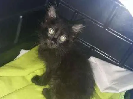 Gato ra a SRD idade 2 a 6 meses nome sem nome