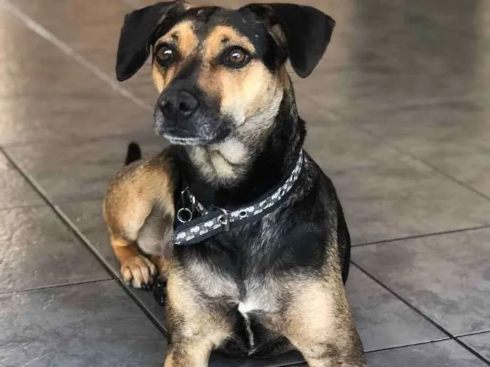 Cachorro ra a SRD idade 3 anos nome Neno