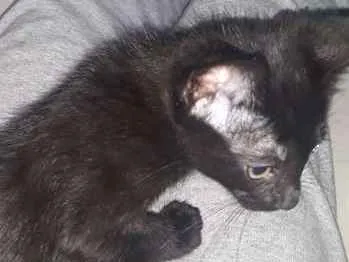 Gato ra a SRD idade 2 a 6 meses nome sem nome