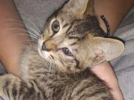 Gato ra a SRD idade 2 a 6 meses nome sem nome