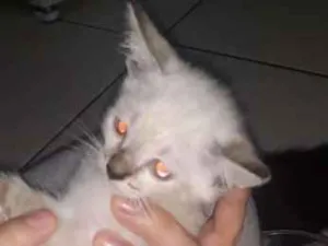 Gato raça SRD idade 2 a 6 meses nome sem nome