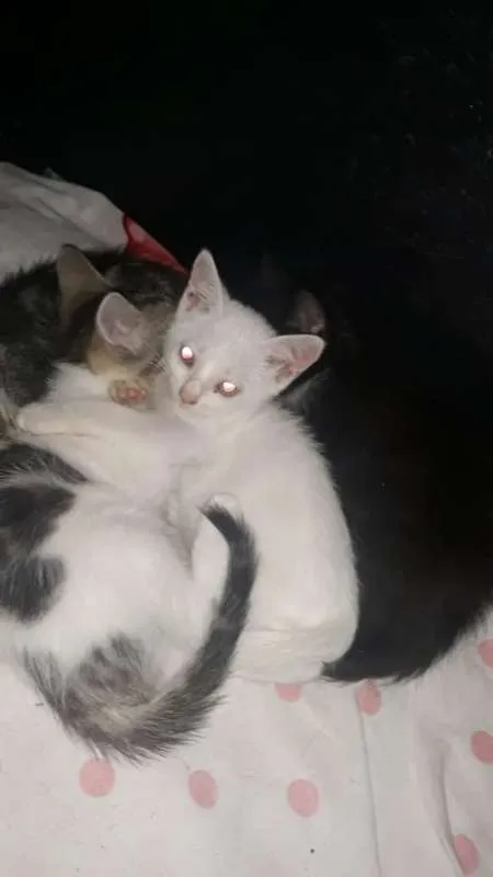 Gato ra a SRD idade 2 a 6 meses nome sem nome
