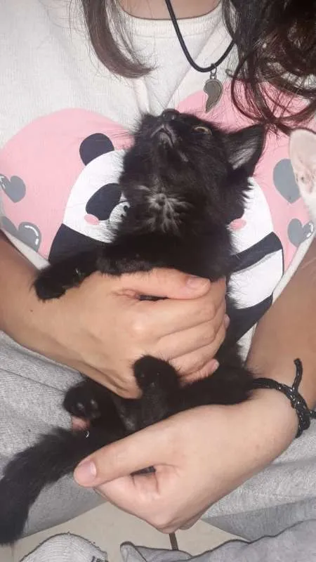 Gato ra a SRD idade 2 a 6 meses nome sem nome