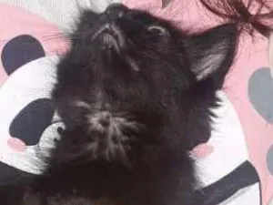 Gato raça SRD idade 2 a 6 meses nome sem nome