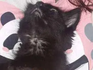 Gato ra a SRD idade 2 a 6 meses nome sem nome