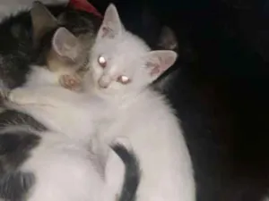 Gato raça SRD idade 2 a 6 meses nome sem nome