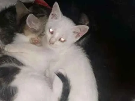 Gato ra a SRD idade 2 a 6 meses nome sem nome
