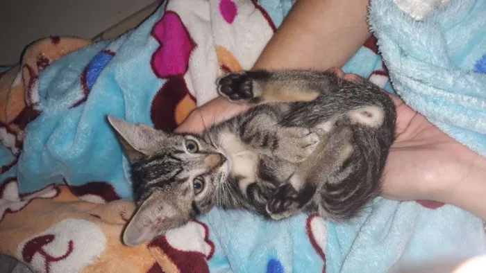 Gato ra a SRD idade 2 a 6 meses nome sem nome