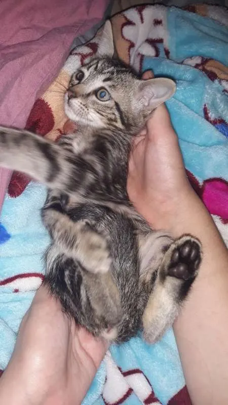 Gato ra a SRD idade 2 a 6 meses nome sem nome