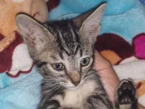 Gato raça SRD idade 2 a 6 meses nome sem nome