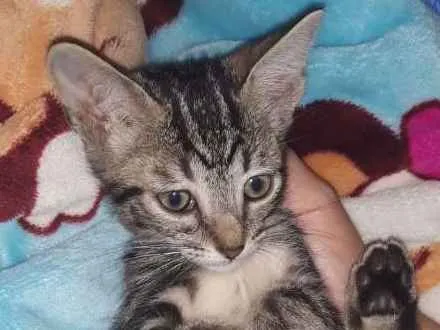 Gato ra a SRD idade 2 a 6 meses nome sem nome