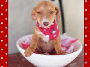 Cachorro raça srd idade 2 a 6 meses nome Tatá