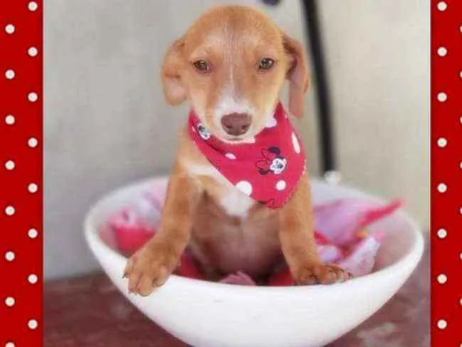 Cachorro ra a srd idade 2 a 6 meses nome Tatá