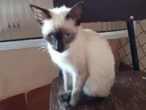 Gato raça Siamês idade 2 a 6 meses nome Sem nome