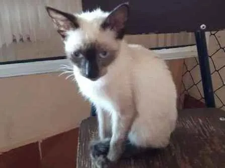 Gato ra a Siamês idade 2 a 6 meses nome Sem nome