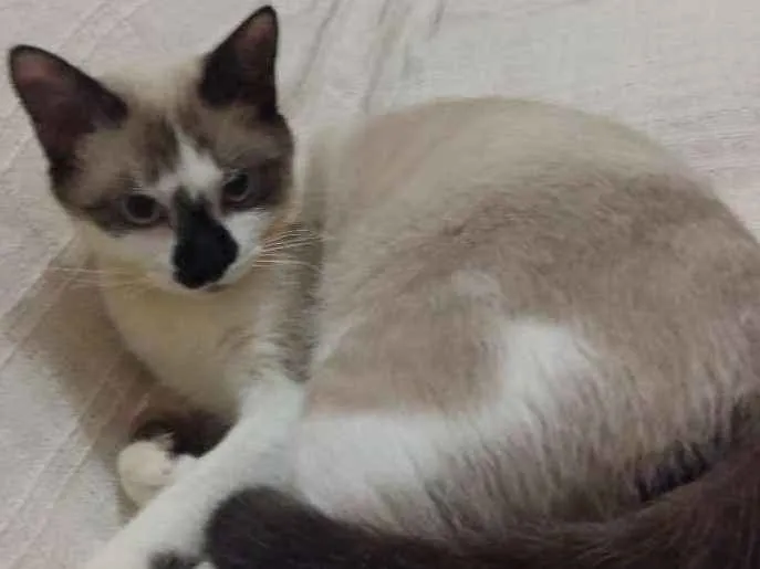 Gato ra a RND idade 7 a 11 meses nome Bento