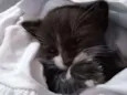 Chico