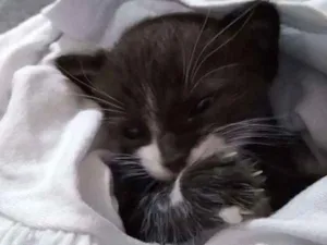 Gato raça Sem Raça idade Abaixo de 2 meses nome Chico