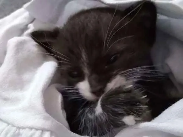 Gato ra a Sem Raça idade Abaixo de 2 meses nome Chico