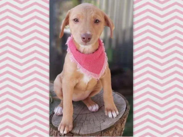 Cachorro ra a srd idade 2 a 6 meses nome Lena