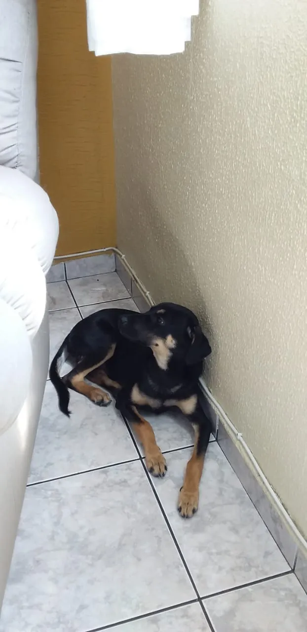 Cachorro ra a SRD idade 7 a 11 meses nome Dudu