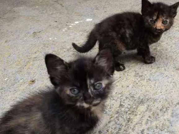 Gato raça SRD idade Abaixo de 2 meses nome MEG E MIA