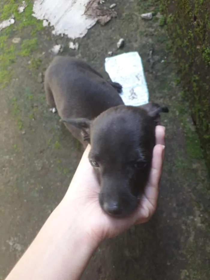 Cachorro raça Vira-lata idade 2 a 6 meses nome Lili