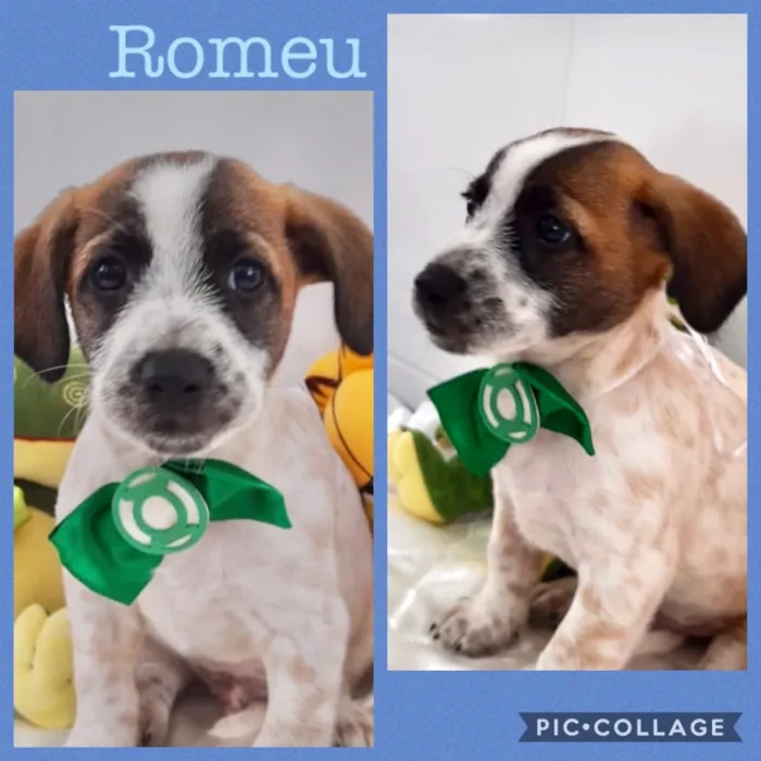 Cachorro ra a Srd idade 2 a 6 meses nome Romeu