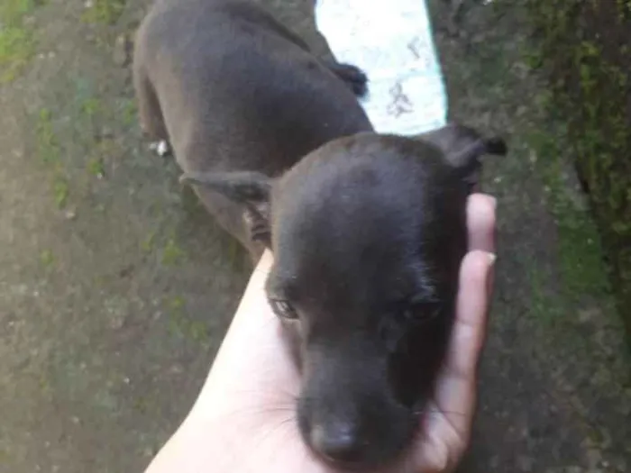 Cachorro raça Vira-lata idade 2 a 6 meses nome Lili