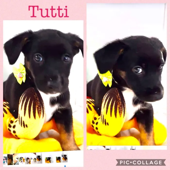 Cachorro ra a Srd idade 2 a 6 meses nome Tutti
