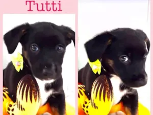 Cachorro raça Srd idade 2 a 6 meses nome Tutti