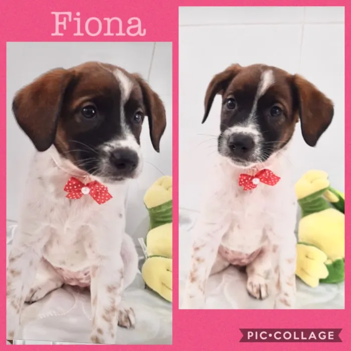 Cachorro ra a Srd idade 2 a 6 meses nome Fiona
