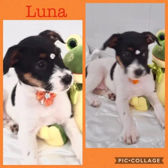 Cachorro ra a Srd idade 2 a 6 meses nome Luna