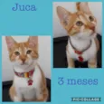 Juca e Fidel