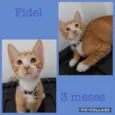 Juca e Fidel
