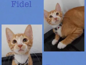 Gato raça Srd idade 2 a 6 meses nome Juca e Fidel 