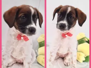Cachorro raça Srd idade 2 a 6 meses nome Fiona