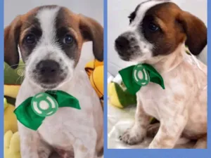 Cachorro raça Srd idade 2 a 6 meses nome Romeu
