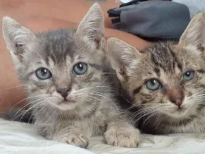 Gato raça Gato  idade 2 a 6 meses nome Sem nome 