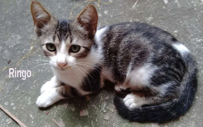 Gato ra a srd idade 2 a 6 meses nome Ringo