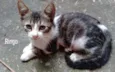 Ringo