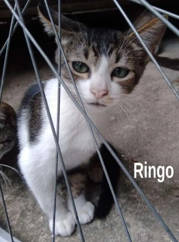 Gato ra a srd idade 2 a 6 meses nome Ringo