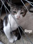 Ringo