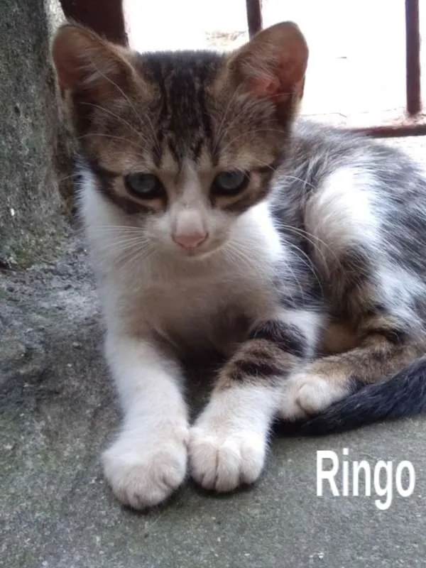 Gato ra a srd idade 2 a 6 meses nome Ringo